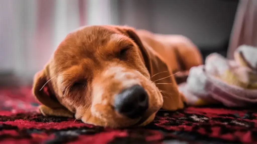 puppy-sleeping-soundly-in-blanket