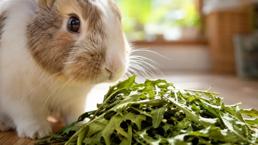 rabbit-diet-olfactory-herbal-stimulation-to-motivate-how-bunnies-eat-hay