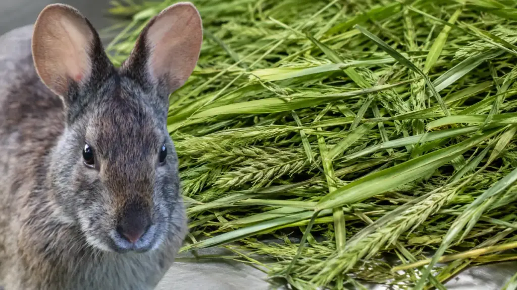 rabbit-diet-organic-sun-cured-timothy-leaves-explaining-what-food-does-a-bunnies-eat
