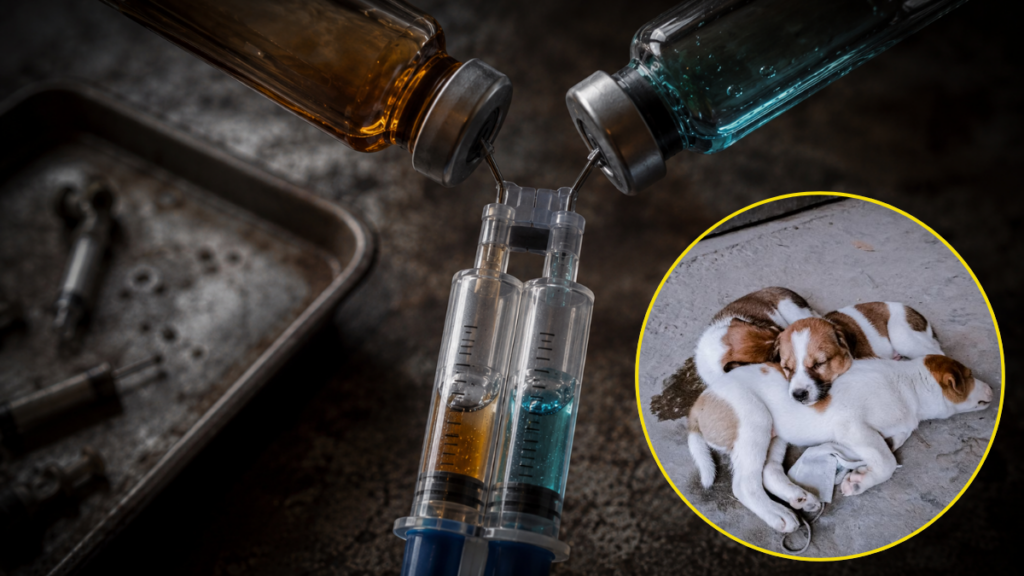 dangerous-combination-fluid-cocktail-syringe-with-rabies-shot-for-dogs