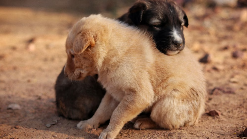 judge-striking-gavel-in-courtroom-for-negligent-rabies-shot-for-dogs