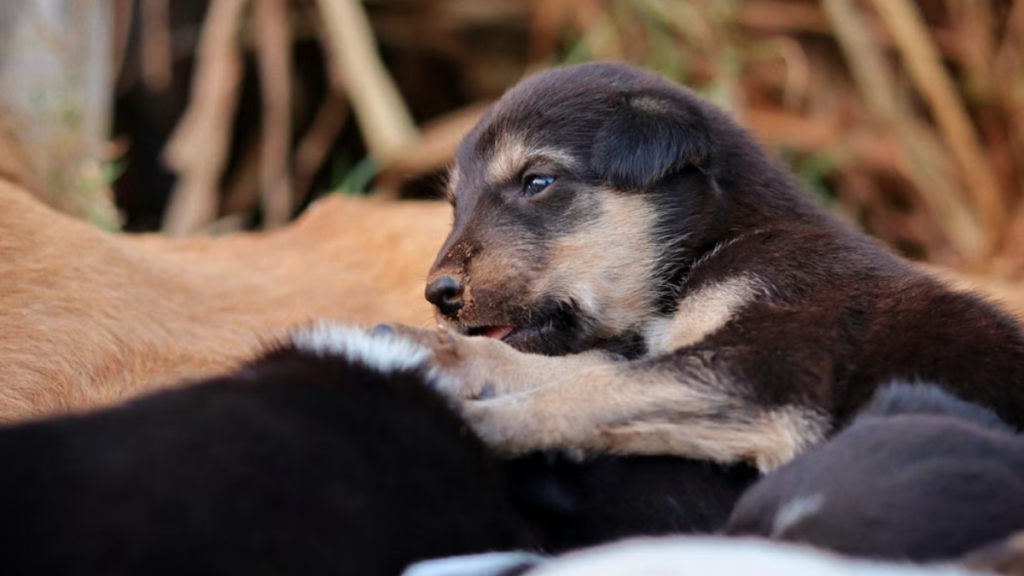 licensed-veterinarian-explaining-compliant-rabies-shot-for-dogs