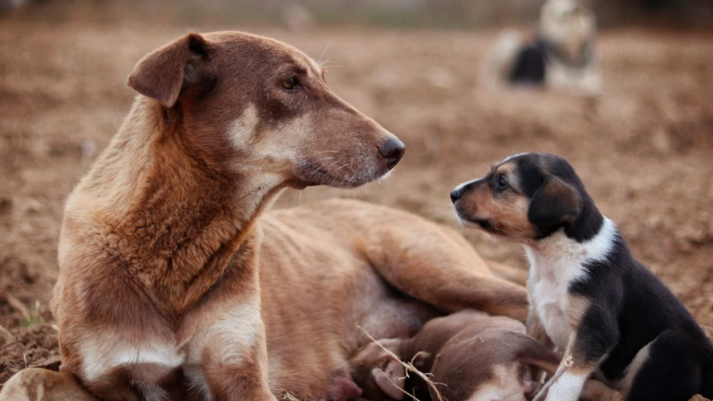 signing-official-vaccination-certificate-for-rabies-shot-for-dogs