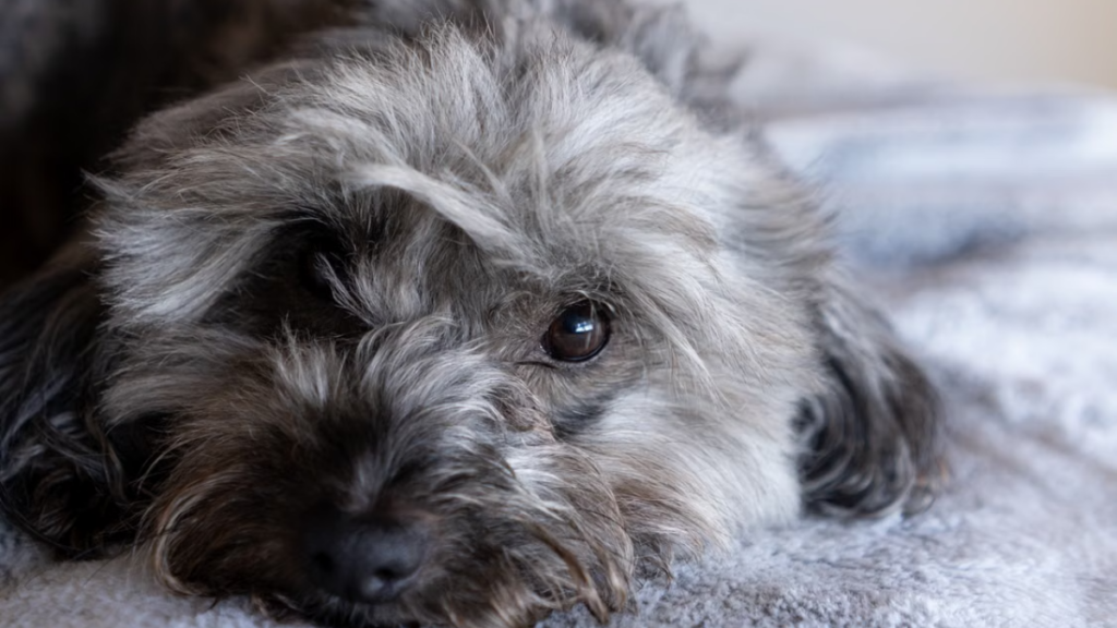 invalid-courtroom-document-dispute-involving-rabies-shot-for-dogs