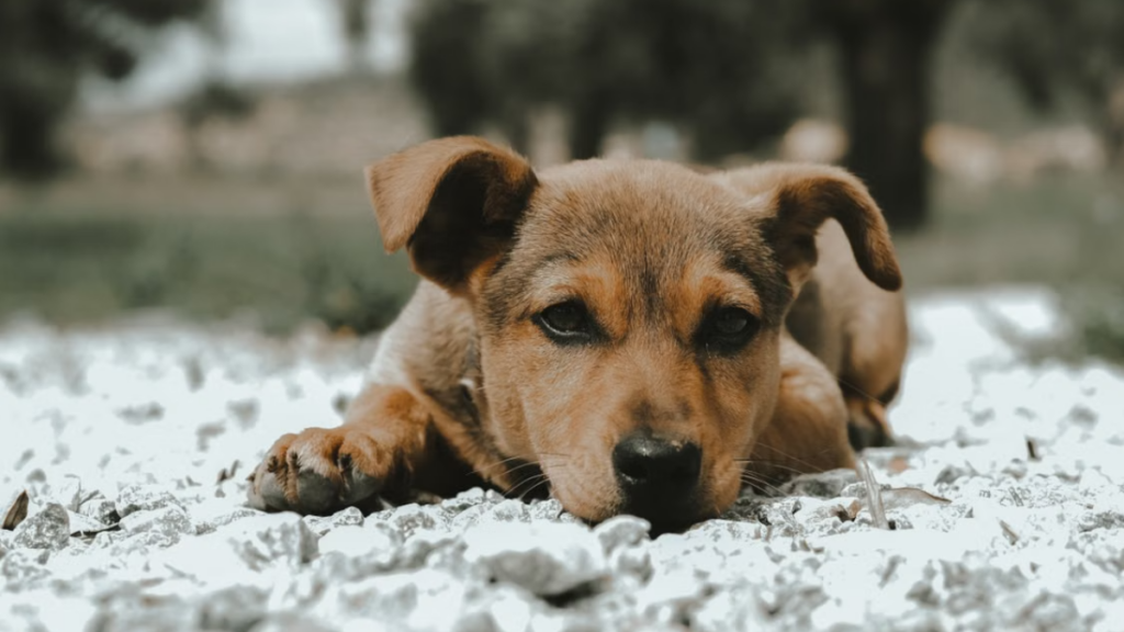 framed-state-veterinary-medical-license-validating-rabies-shot-for-dogs