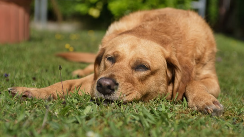 healthy-golden-retriever-protected-by-certified-rabies-shot-for-dogs