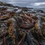 raw lobsters piled on a colonial beach showcasing historical abundance metrics