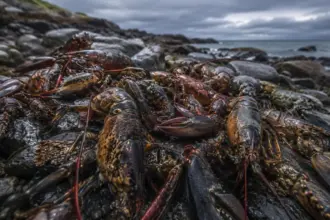 raw lobsters piled on a colonial beach showcasing historical abundance metrics