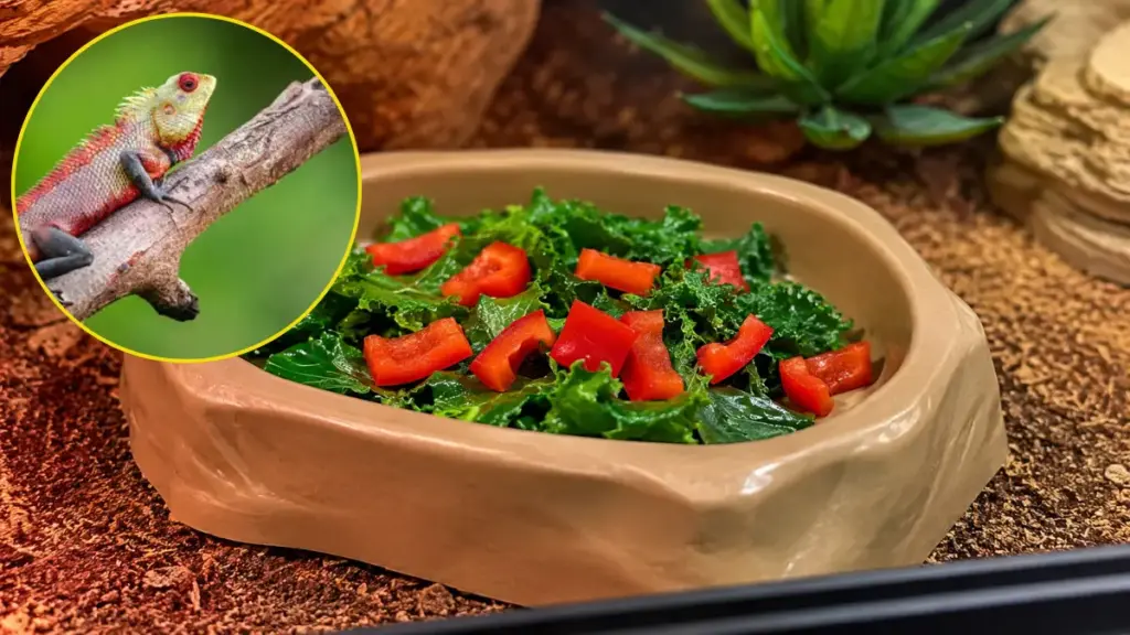 red-bearded-dragon-care-balanced-salad-topper-methods-to-enhance-your-red-bearded-dragon-color