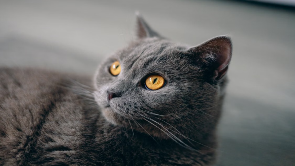 Regular grooming routines designed to minimize human development of Allergies in British Shorthair cats.
