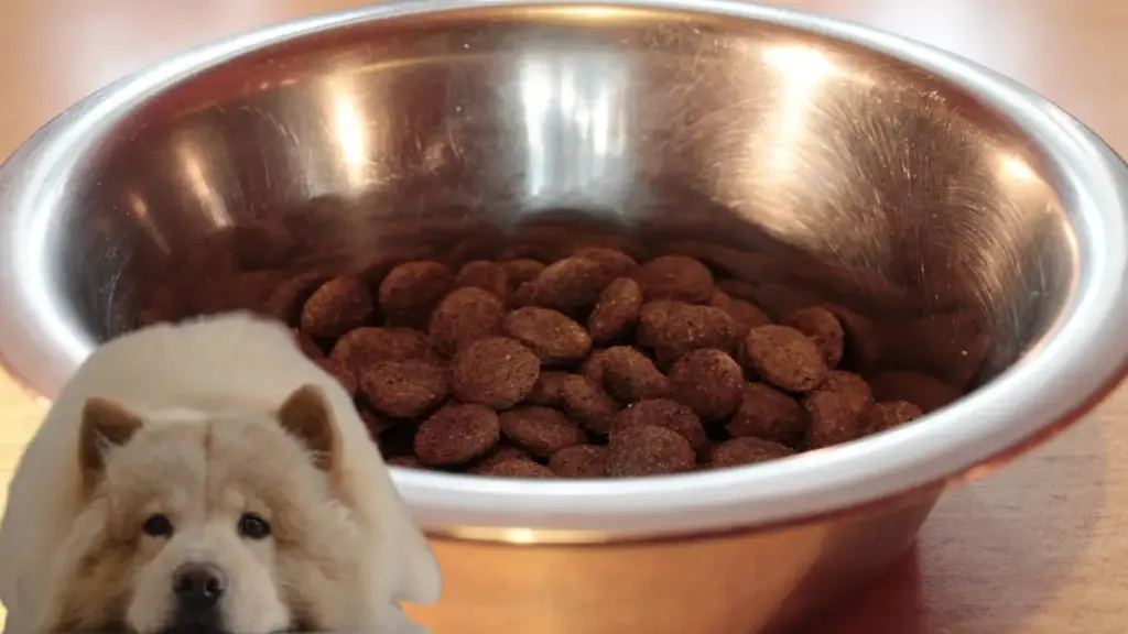 removing-pet-food-bowl-after-feeding-session-to-potty-training-puppy