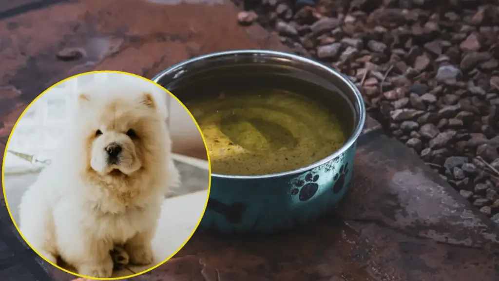 removing-pet-water-bowl-before-bedtime-to-ensure-dry-overnight-crating