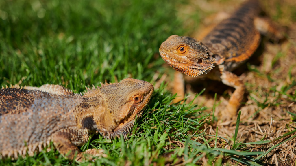 Keeping precise records as part of the safe methods for bearded dragon breeding at home manual