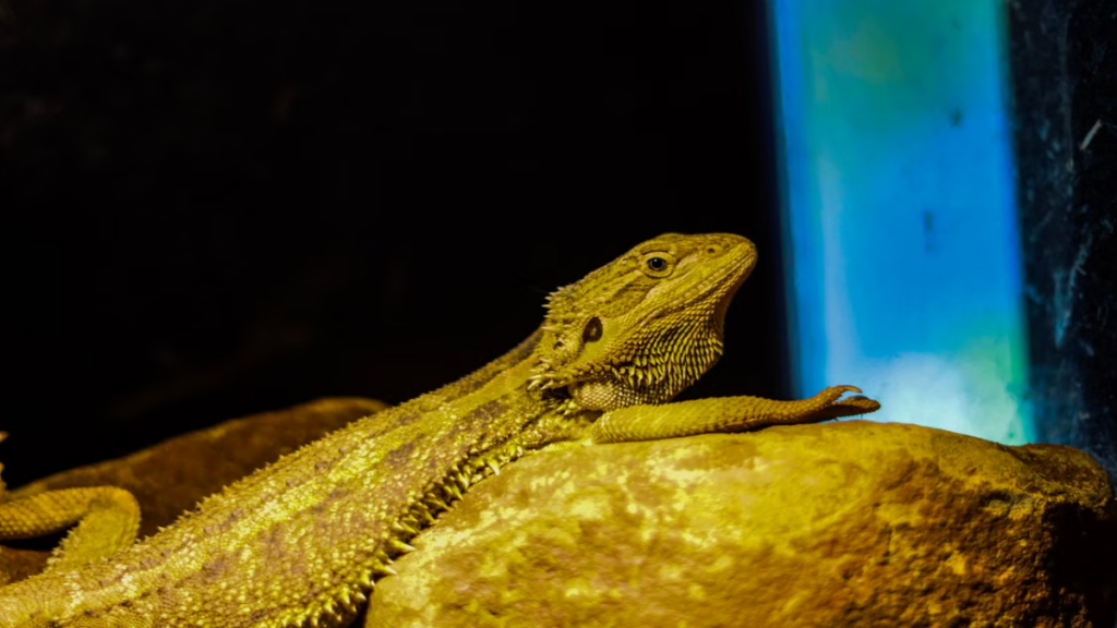 Nutrient conditioning steps required for safe methods for bearded dragon breeding at home routines