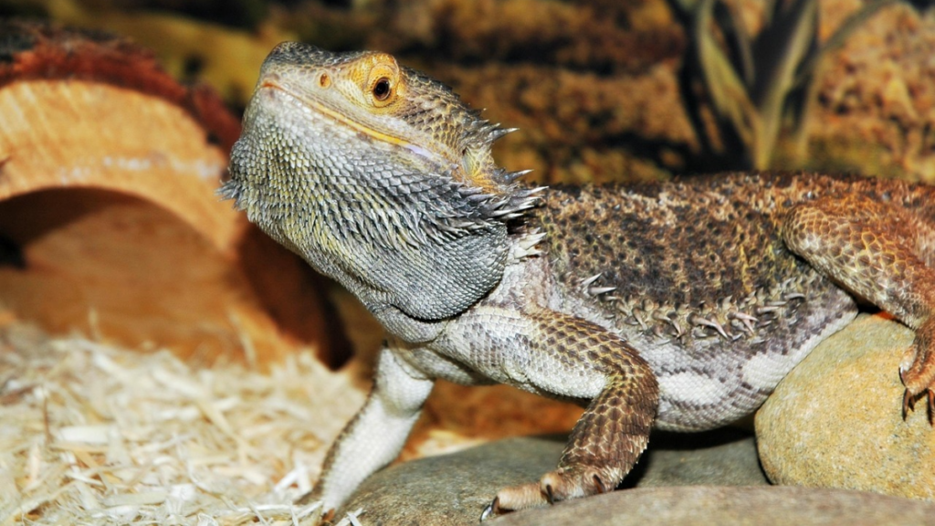 Setting up a quiet recovery space to fulfill safe methods for bearded dragon breeding at home requirements