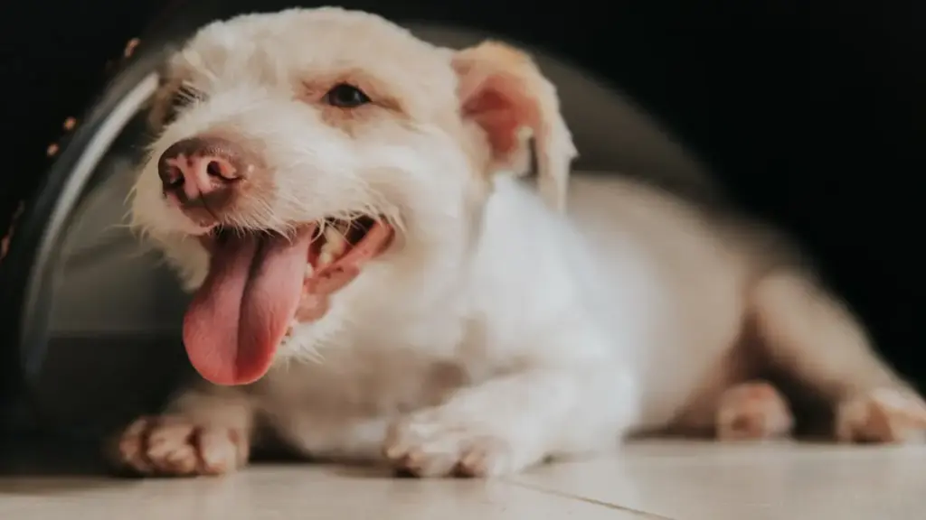 respiratory-distress-signs-rabies-injection-for-dog