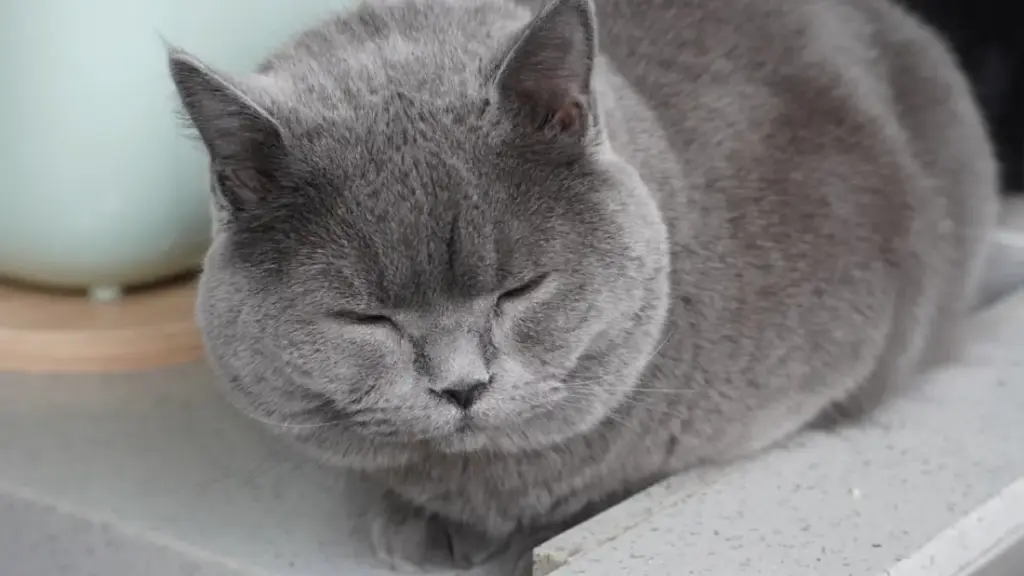 round-chubby-british-shorthair-cat-resting-peacefully-on-a-grey-rug