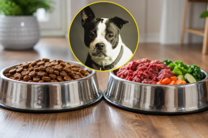 safe dietary transition from kibble to fresh dog food