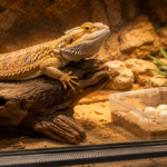 safe methods for bearded dragon breeding at home