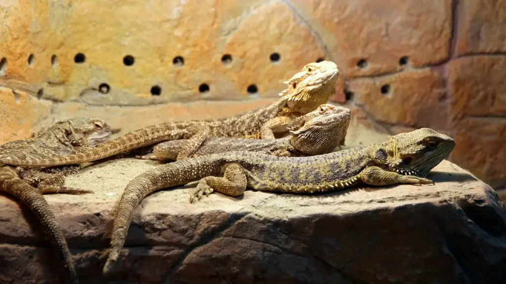 scientific-illustration-of-neural-damage-linked-to-dangerous-bearded-dragon-diet
