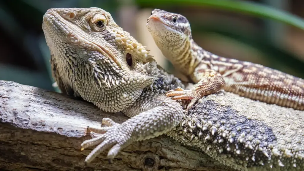 screening-line-detecting-micro-fractures-in-failed-bearded-dragon-breeding-eggs