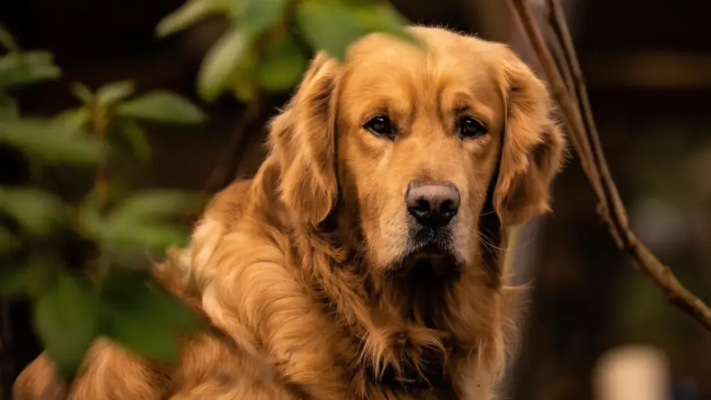 severe-pain-from-gas-buildup-caused-by-overusing-probiotic-supplement-for-dogs