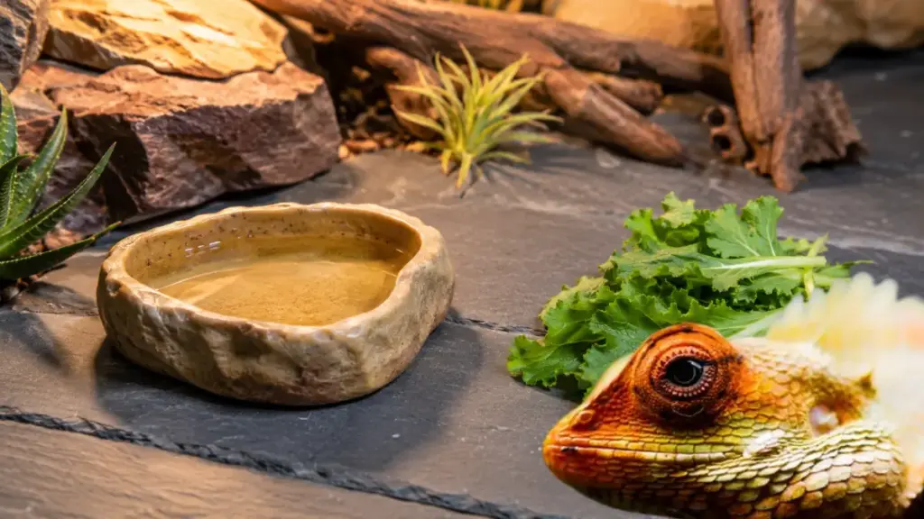 shallow-water-dish-selection-to-prevent-humidity-spikes-in-a-bearded-dragon-cage-setup
