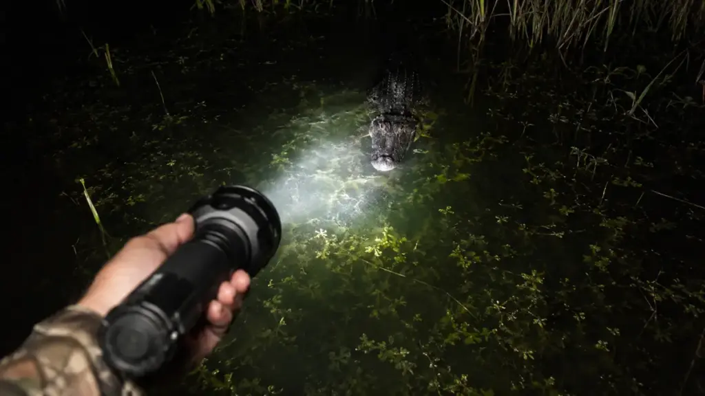 shining-a-flashlight-over-swamp-water-to-spot-alligators-for-hunting-in-florida-seasons