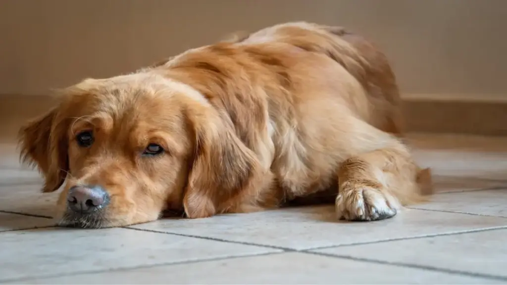 sick-golden-retriever-in-veterinary-intensive-care-unit
