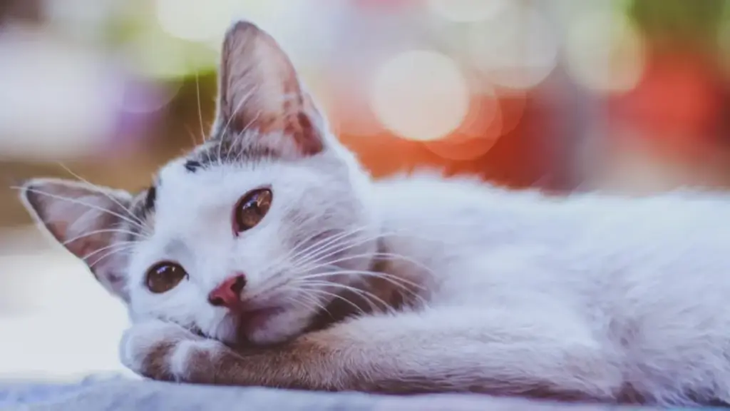 signing-a-formal-apartment-pet-addendum-document-in-a-leasing-office-for-kitty-litter