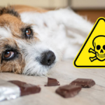 signs of food poisoning in dogs