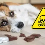 signs of food poisoning in dogs