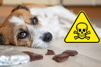 signs of food poisoning in dogs
