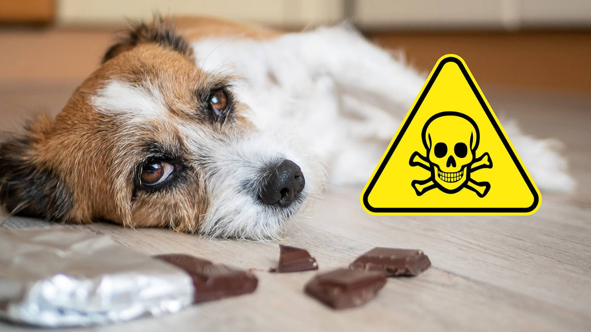 signs of food poisoning in dogs