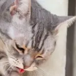 signs of food poisoning in kittens