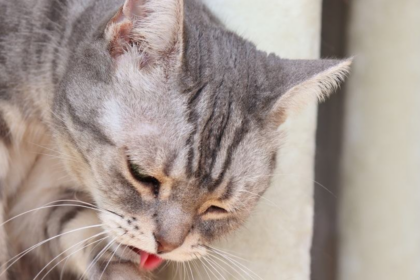 signs of food poisoning in kittens