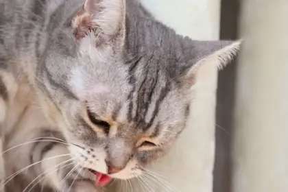 signs of food poisoning in kittens