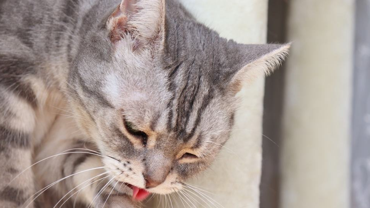 signs of food poisoning in kittens