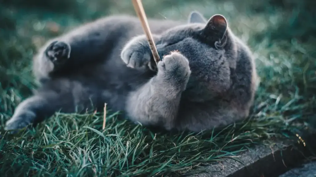 sleek-silvery-blue-russian-cat-playing-with-a-small-toy-in-a-corner