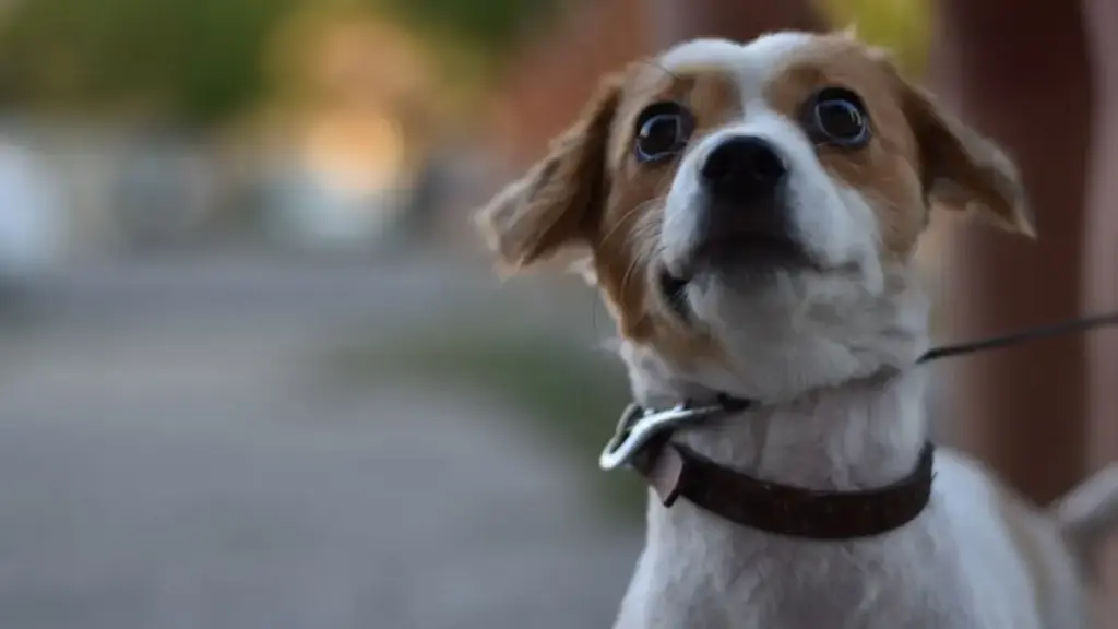 small-hyperactive-jack-russell-terrier-barking-intensely-inside-a-living-room