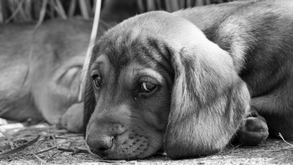  Fiber blending methods included in the low fat dog food for pancreatitis manual