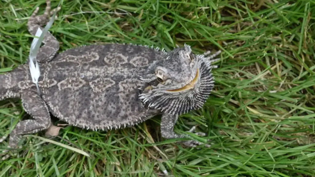 split-iceberg-lettuce-head-illustrating-empty-nutrition-in-a-dangerous-bearded-dragon-diet
