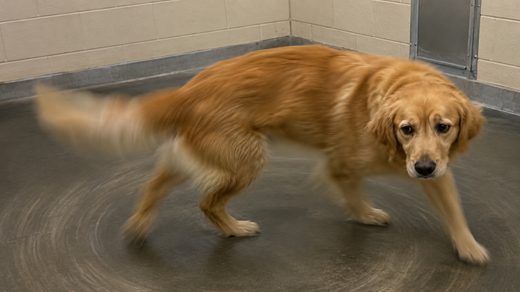 Stereotypic pacing caused by the harmful effects of a canine kennel]