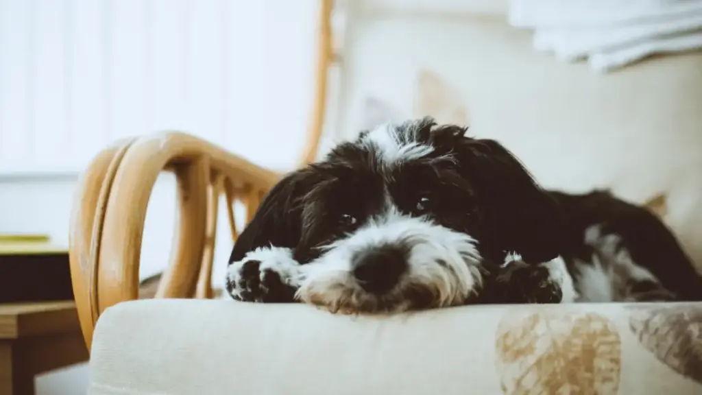 stopping egg mold with cornstarch vs overusing probiotic supplement for dogs