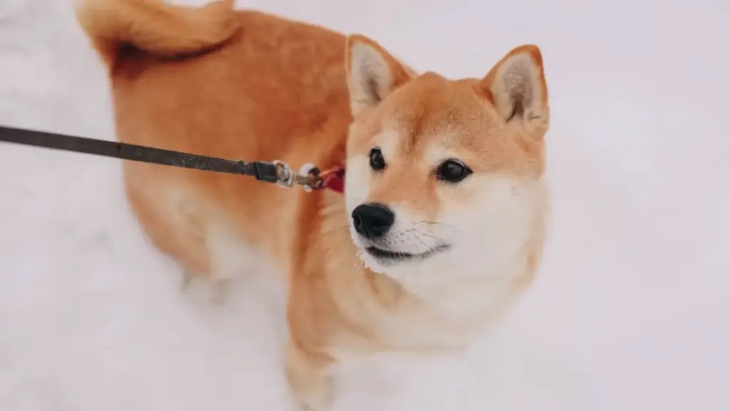 stubborn-red-shiba-inu-standing-on-a-polished-apartment-wood-floor