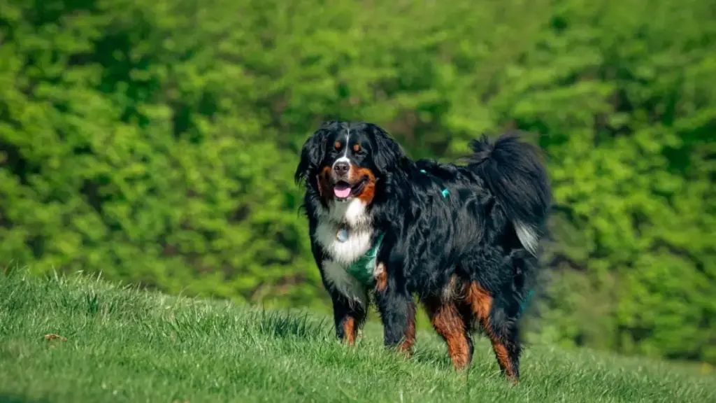 successful-canine-delivery-completed-under-safe-breeding-methods