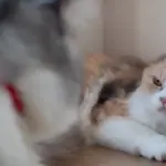 suddenly aggressive cat 2