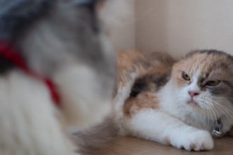 suddenly aggressive cat 2