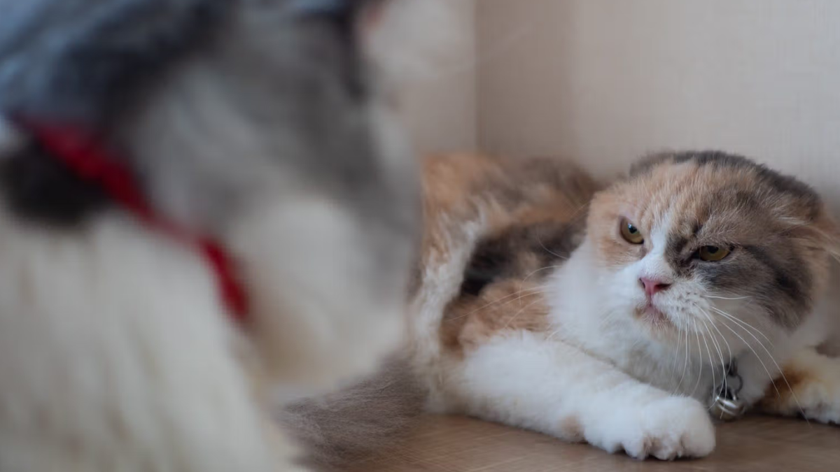 suddenly aggressive cat 2
