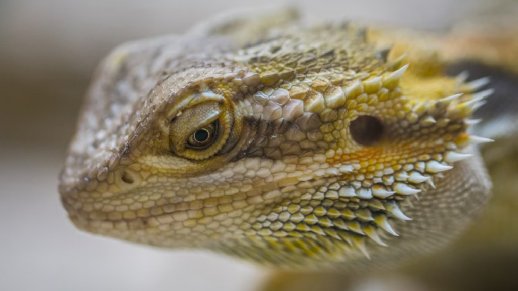 Intravenous emergency injections neutralizing Post-vaccination complications in bearded dragons